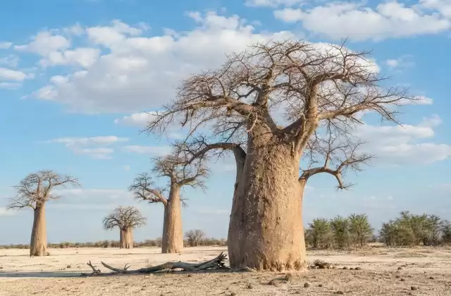Baobabs de Nxai Pan