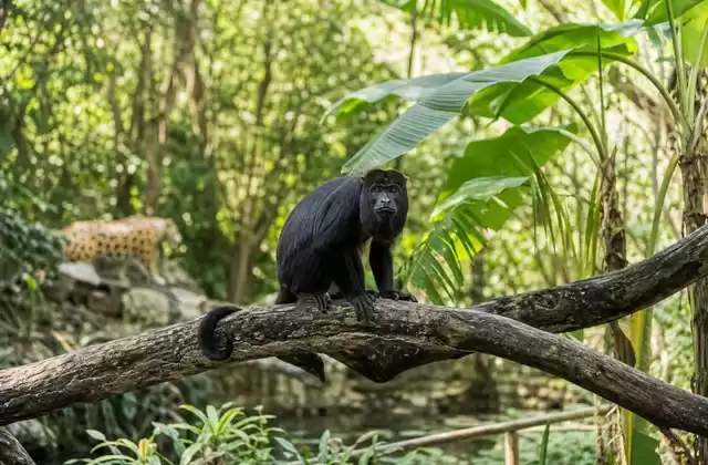 Zoológico de Belice