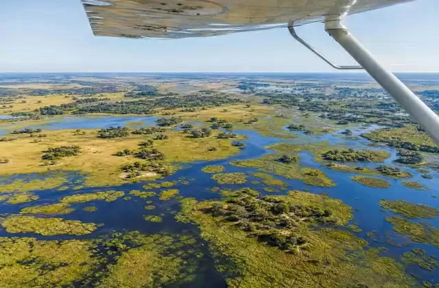 Maun