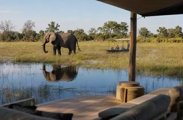Maun