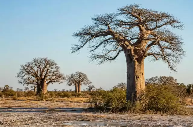 Baobabs de Nxai Pan